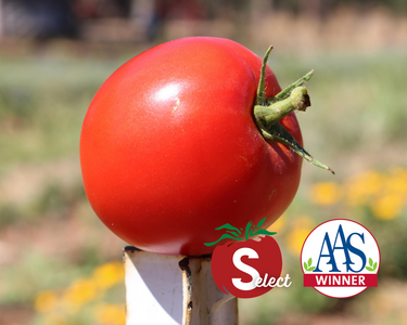 Big Beef Hybrid Tomato Seeds